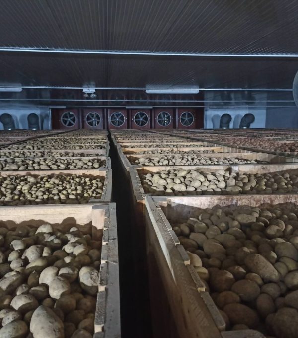 patatas-rimon-burgos-almacen