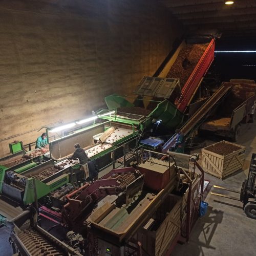 patatas-rimon-burgos-seleccion