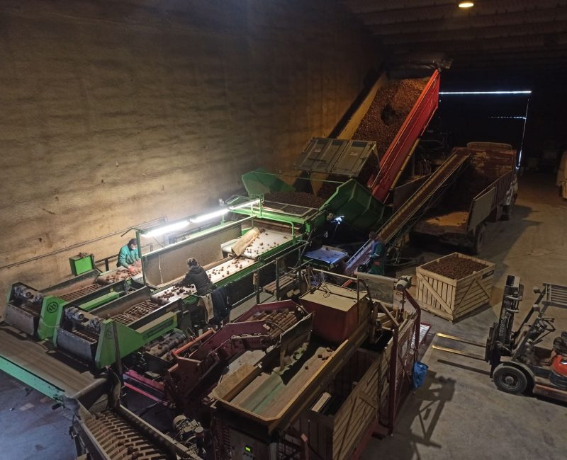 patatas-rimon-burgos-seleccion